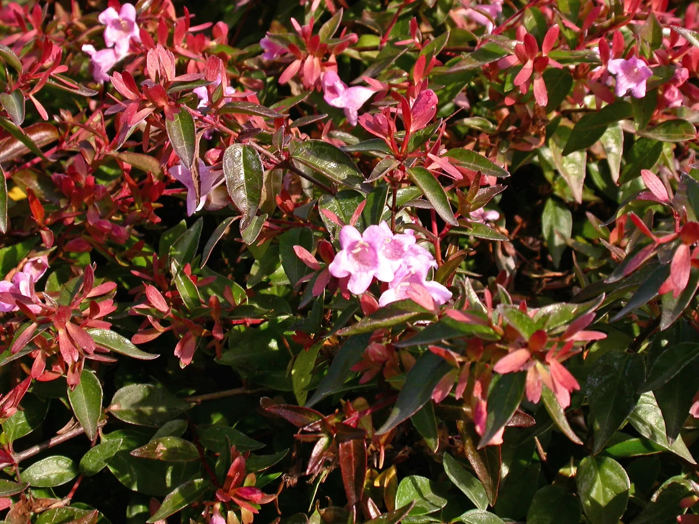 Abelia Edward Goucher